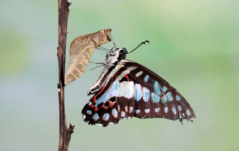 Papillon evolution
